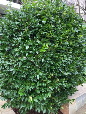 1) What is this shrub? Closer look.